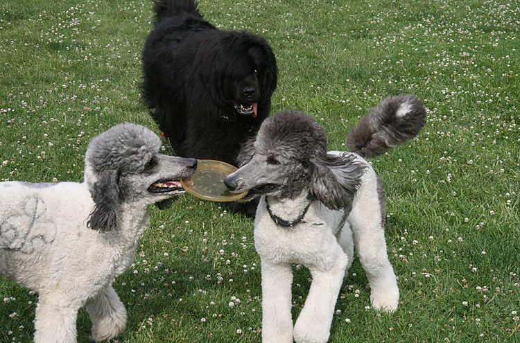 KamiKrackerPapi5185e