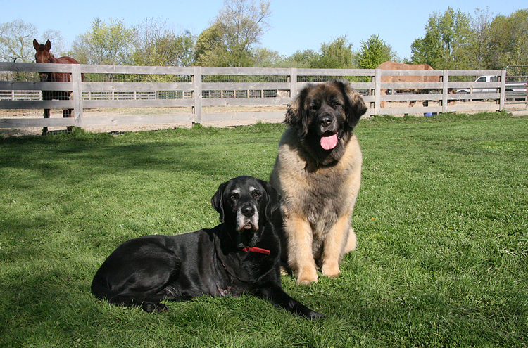 NellieLeonburger3986