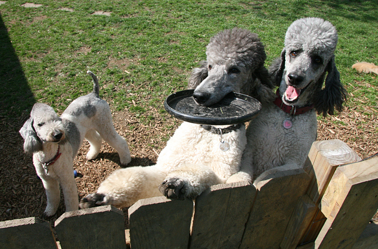 Poodles3365