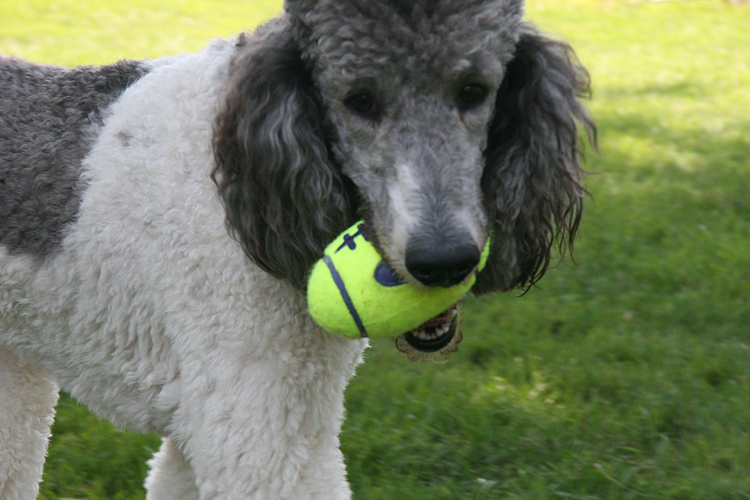 BallKracker5982e
