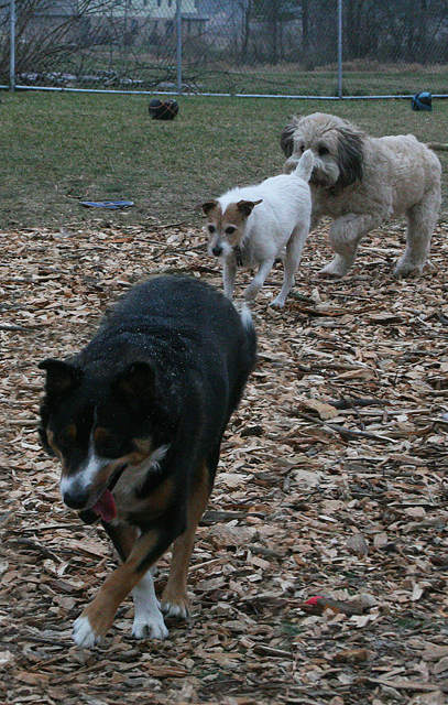 Rileyand2Dogs8512E