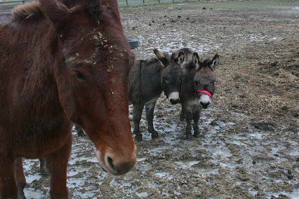 ScootTimmyMatilda8145E