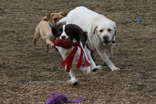 0047PaigePumpkinTeddyE