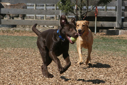 1368RustyHenryE