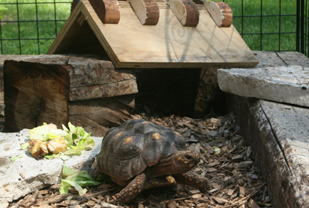 17979TortieE