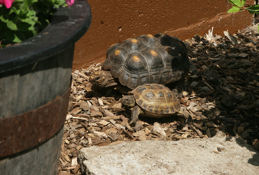 18059TortieE