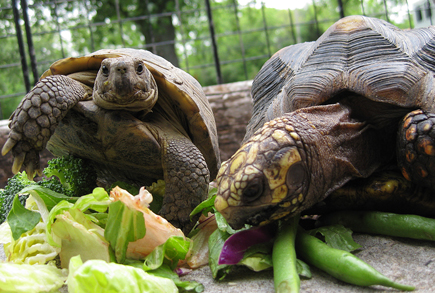0782TortieE