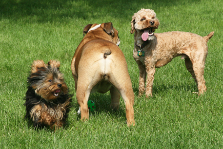 2789RezaPaytonChewyE