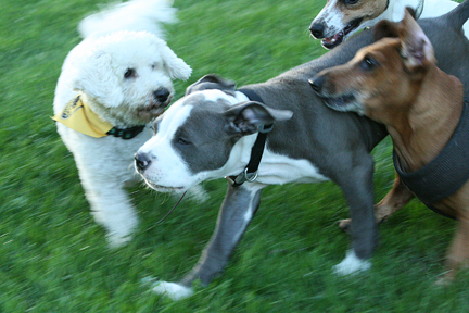 4087BlueRascalStewieE