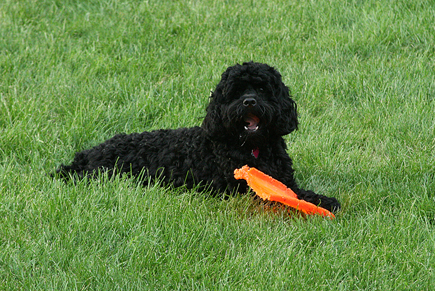 4258BoscoE
