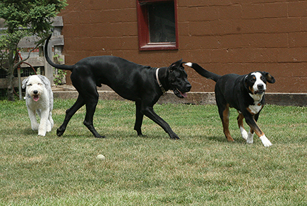 MooseRomanDallas6305E