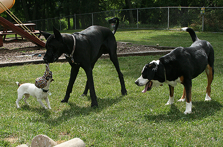 RomanMooseBrutus6294E