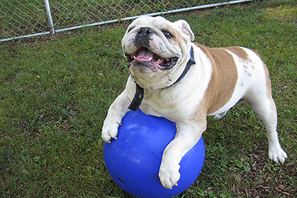 BulldogBall1226E