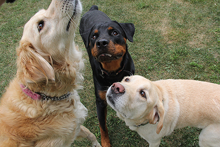 IffertChopperDinoSugar1003E