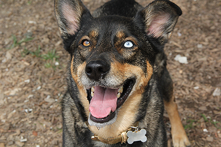 Maci0951E
