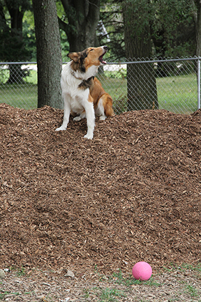 Ollie0921E