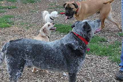 RynoTeddyKeecho1925E