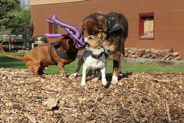 3860RascalBrutusRebelE