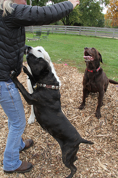 3998SamBossMidnightE