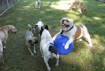 BulldogBall1235E