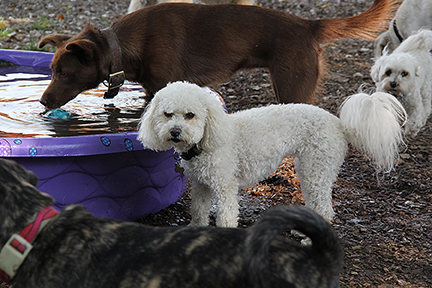 GraciePool0380E