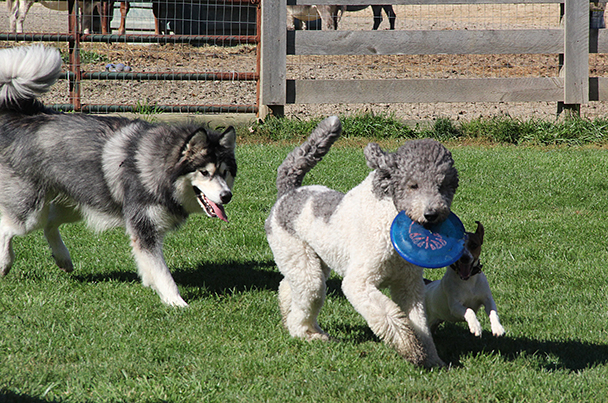 MalamuteKrackBrutuus2993E