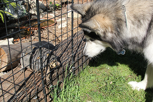 MalamuteRuby3055E