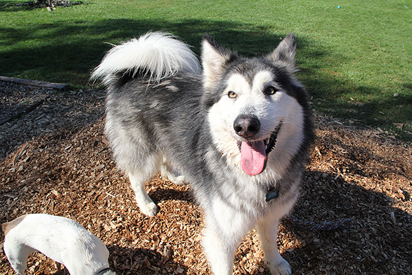 Malamutes3012E