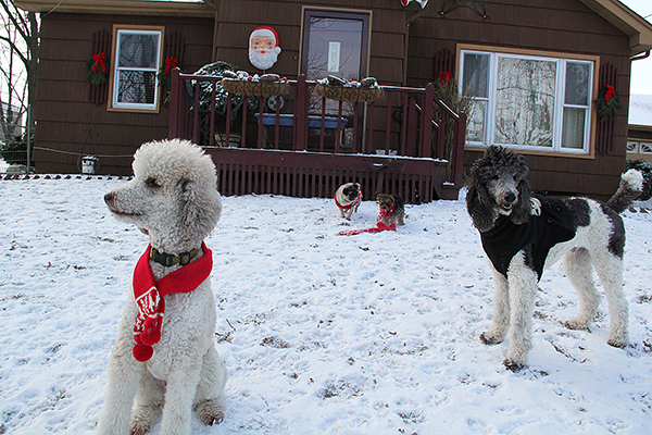 4473AndiAugRezaLuluE