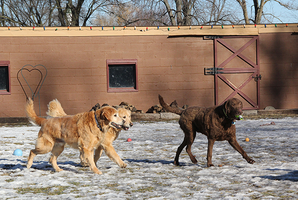 BaileyChesWesleyLeo5128E