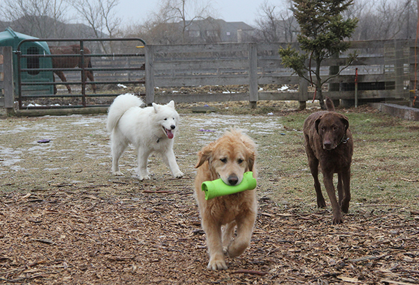 TeddyBaileyWinter5358E