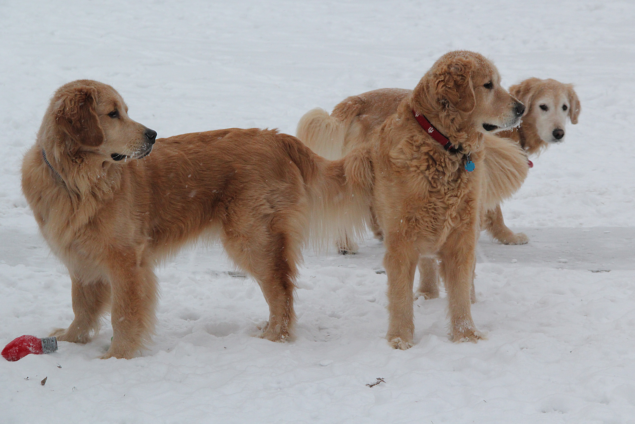 TeddyWesleyHeidi6016E