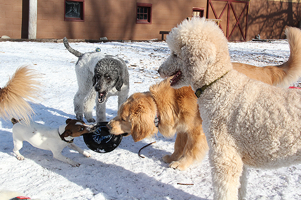 WesleyBrutusKami4816E