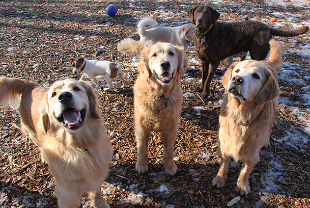 WesleyTeddyLeoBailey5300E