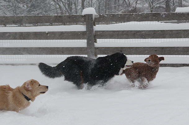 6512TwoBerneseDukeTicketE