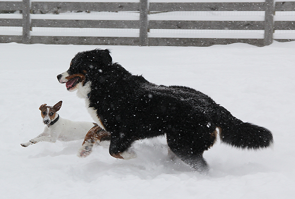 6559BrutusTwoBerneseE