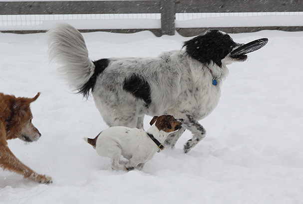 6567OllieBrutusBelleE