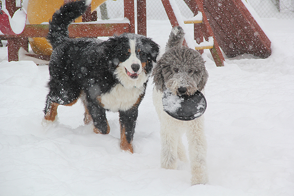 6690KrackerTwoBerneseE