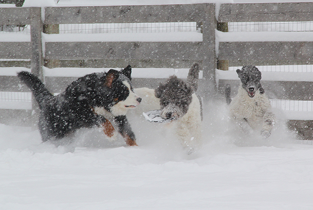 6692KrackerKamiTwoBerneseE