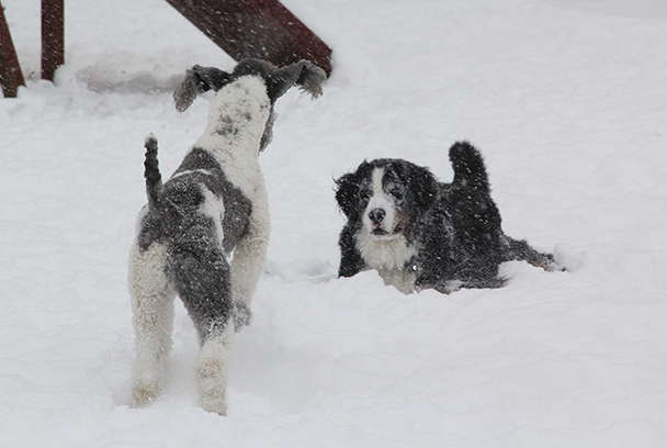 6772SashaTwoBerneseE