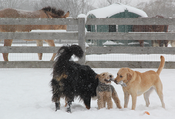 BanjoIvyTwoBernese6104E