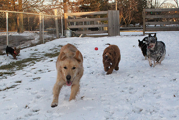 MaizyDukeZiggyReza5082E