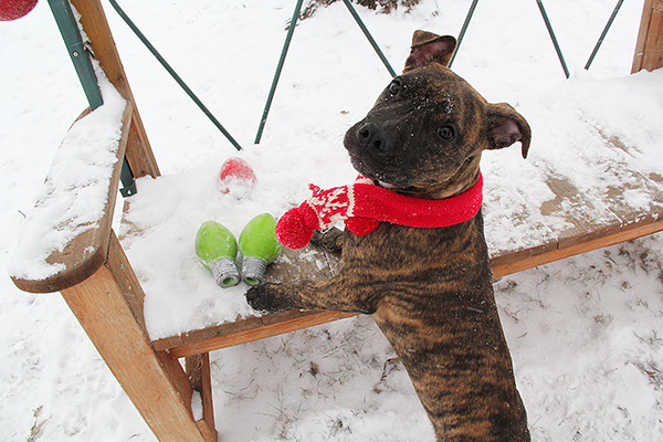 PitPup5817E