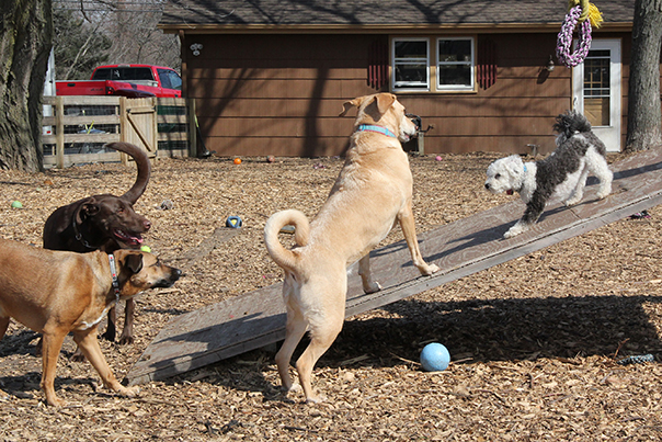 8883LouieCaseyHenryLadyE