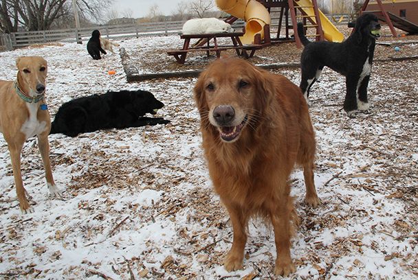 9111RockyZeldaLillyAnnieE