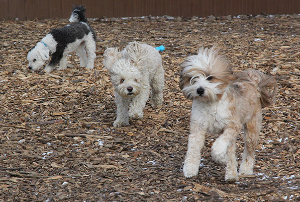 9191ScoutHarryCLouieE