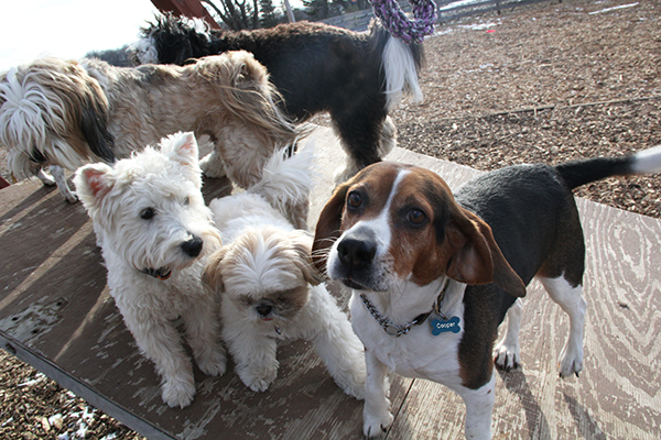 9254CooperNelsonScoutMitziE