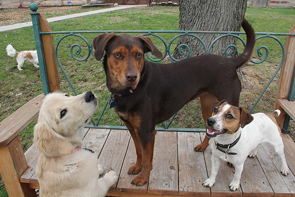 1349IzzyWillowBrutusE