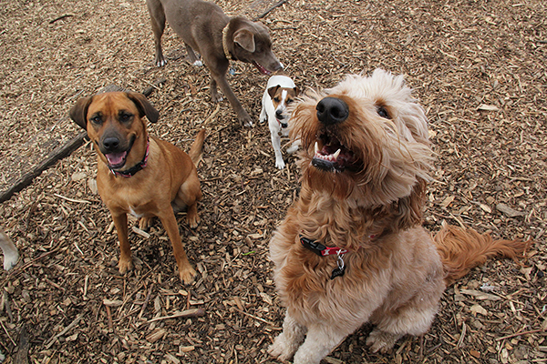 1566DixieKiaBreeBrutusE