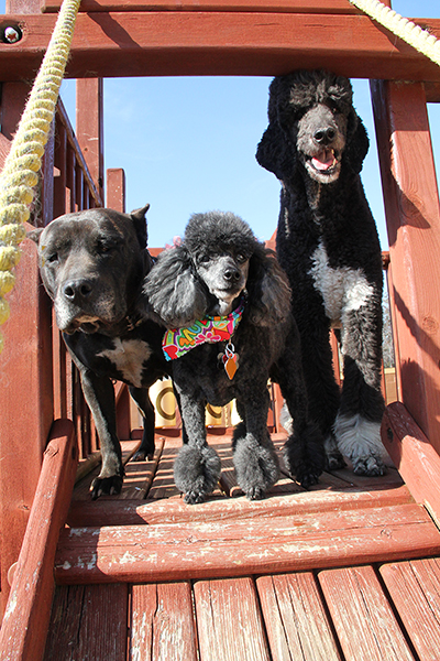 9777AsleighAnnieMidnightE